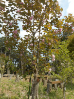 写真：作業１２